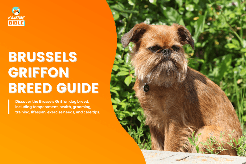 Brussels Griffon