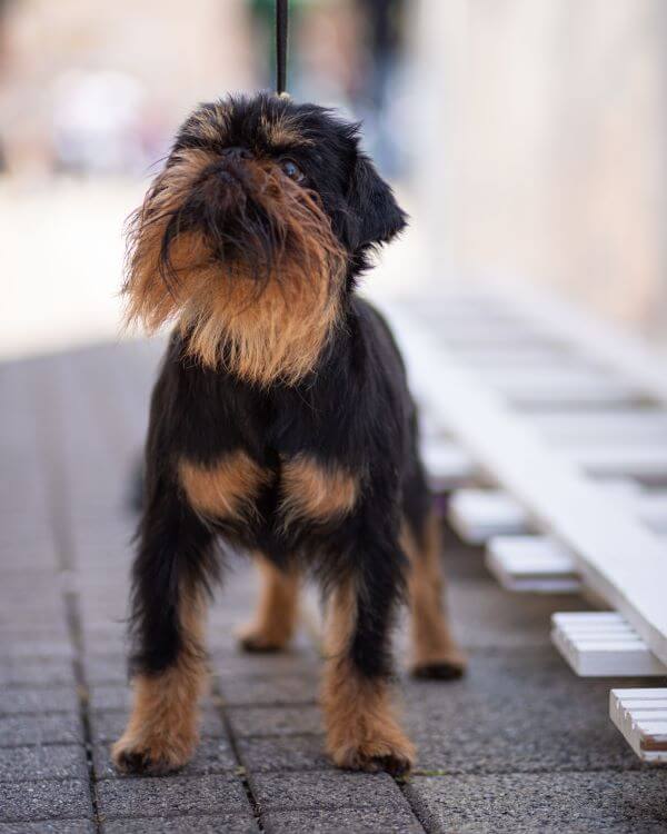 Brussels Griffon puppy