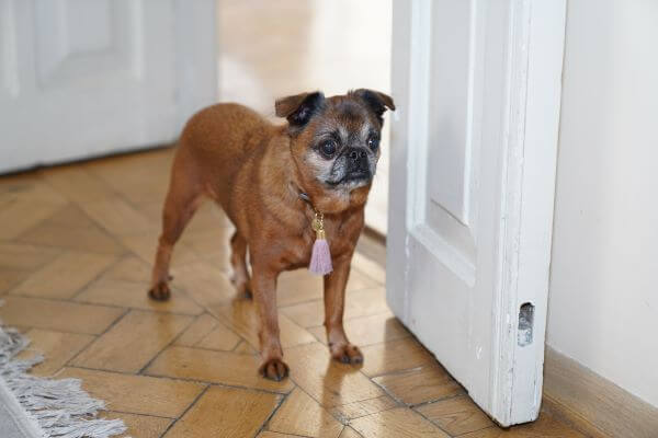Brussels Griffon standing