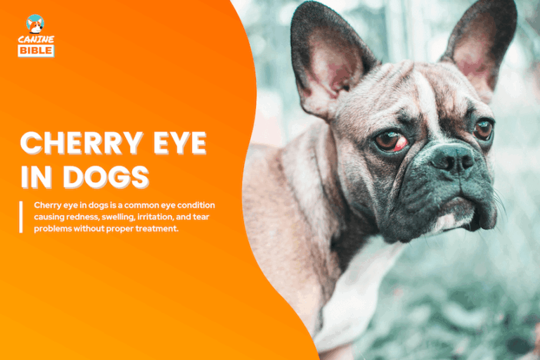 Cherry Eye in dogs