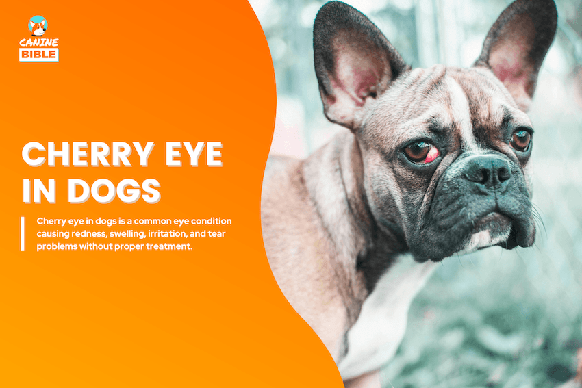 Cherry Eye in dogs