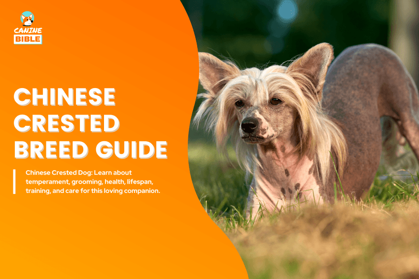 Chinese Crested dog breed guide