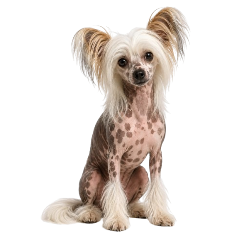 Chinese Crested dog breed