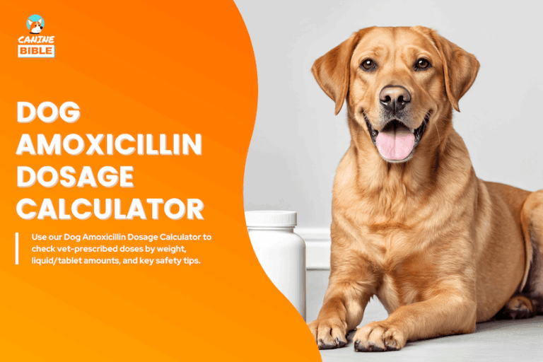 Dog Amoxicillin Dosage Calculator