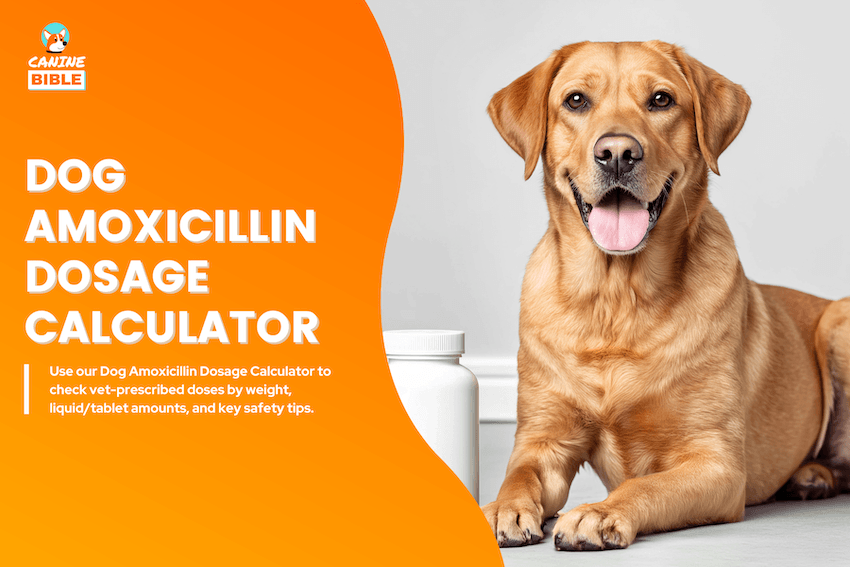 Dog Amoxicillin Dosage Calculator