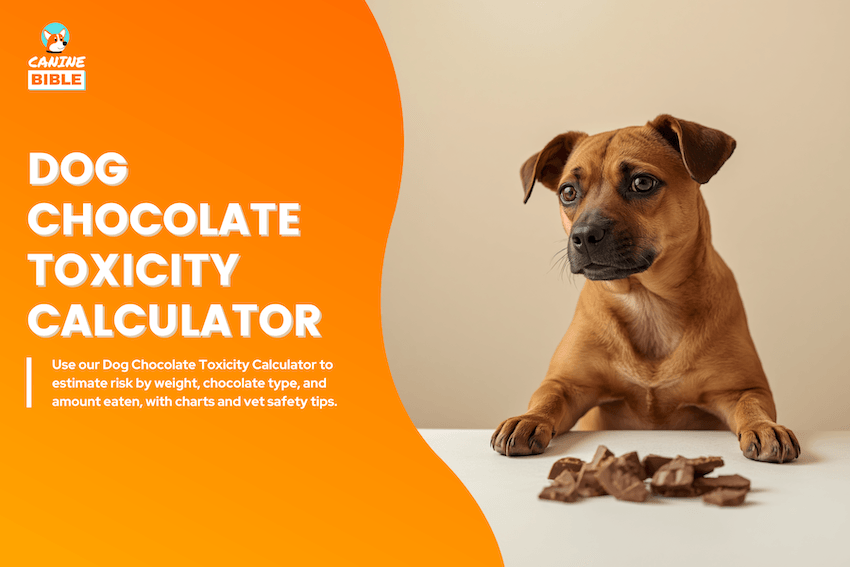 Dog Chocolate Toxicity Calculator