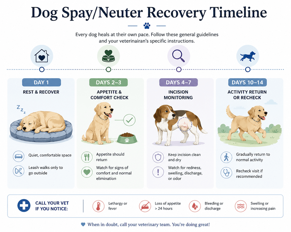 Dog spay_neuter recovery timeline