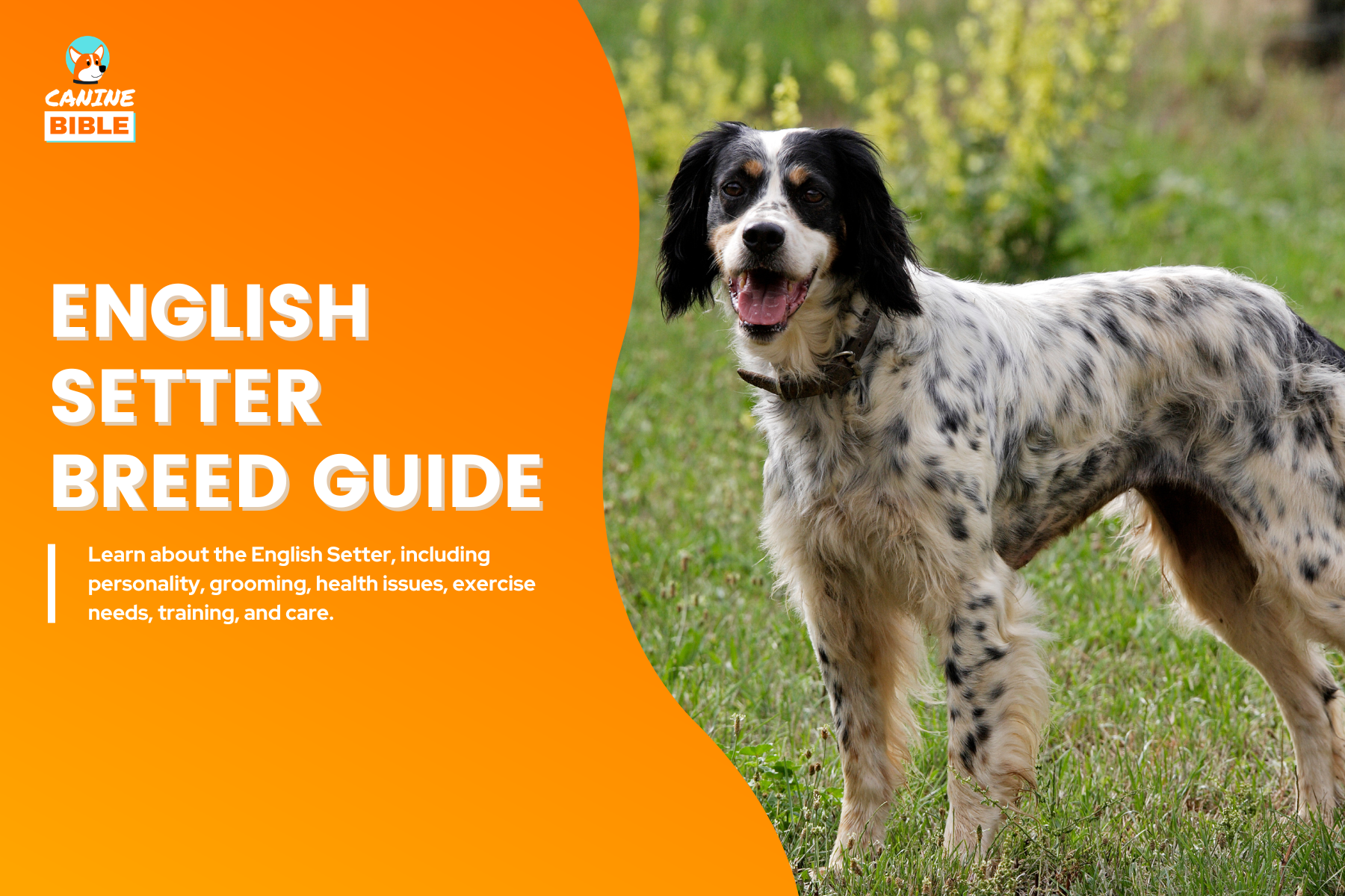 English Setter breed guide