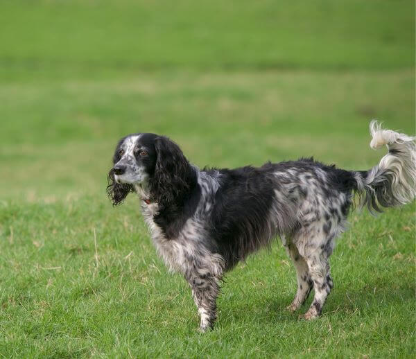 English Setter stands elegantly