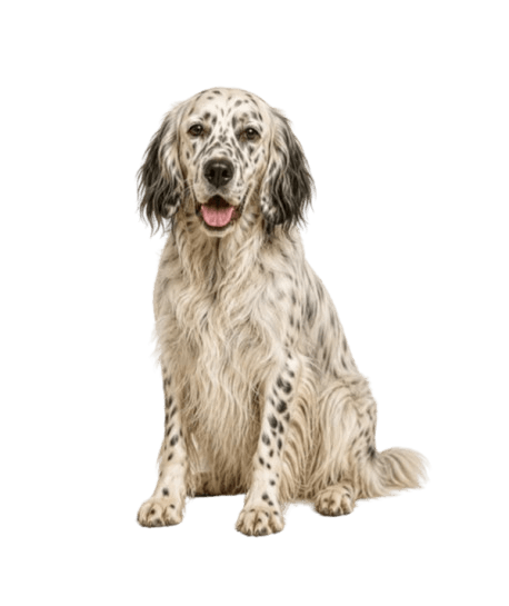 English Setter