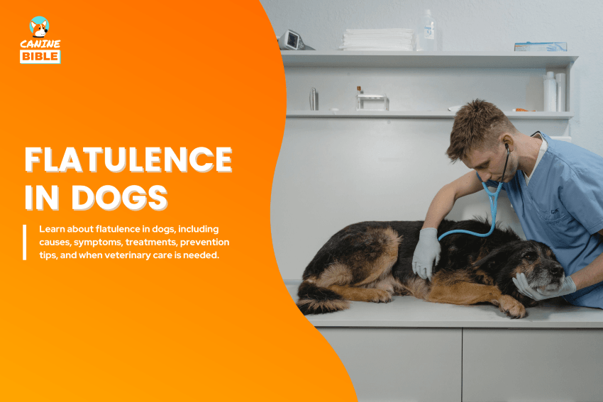 Flatulence in dogs