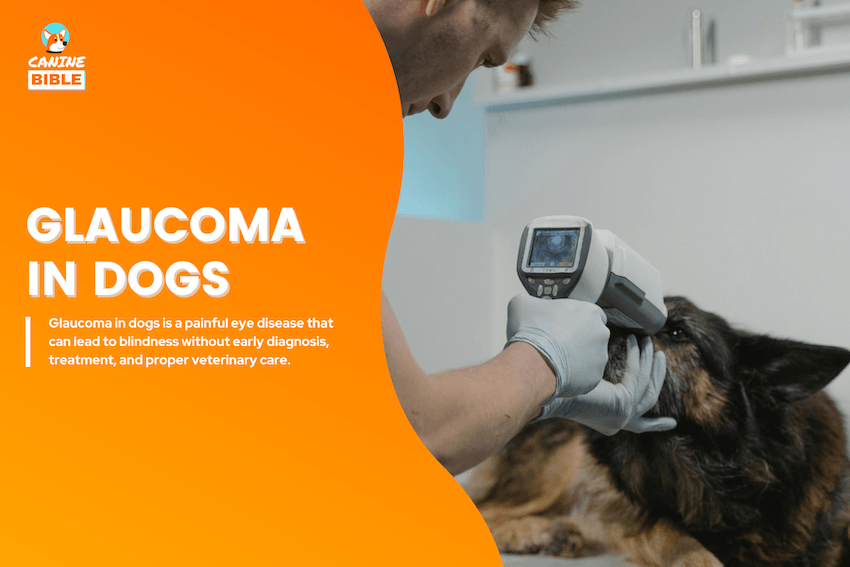 Glaucoma in dogs