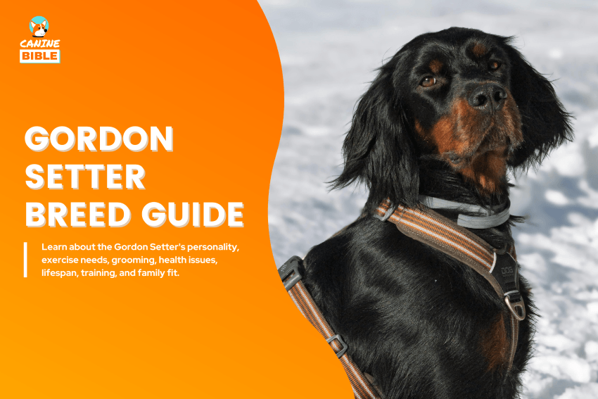 Gordon Setter Dog breed guide