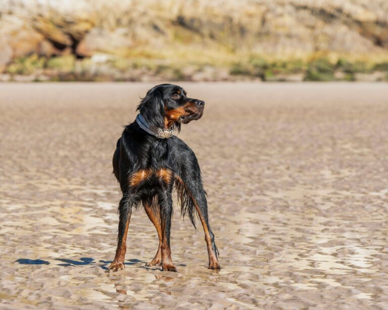 Gordon Setter Standing