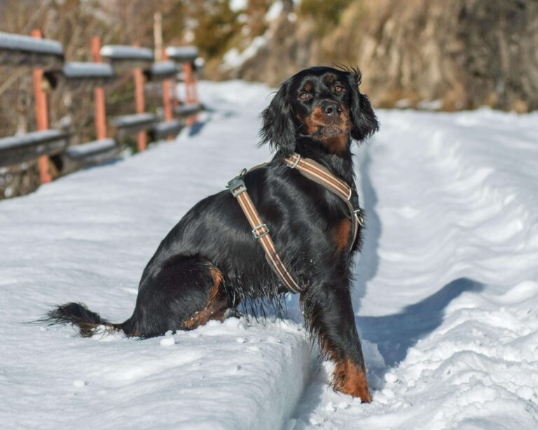 Gordon Setter sitting