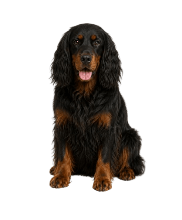 Gordon Setter