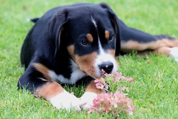 Greater Swiss Mountain Dog appearance