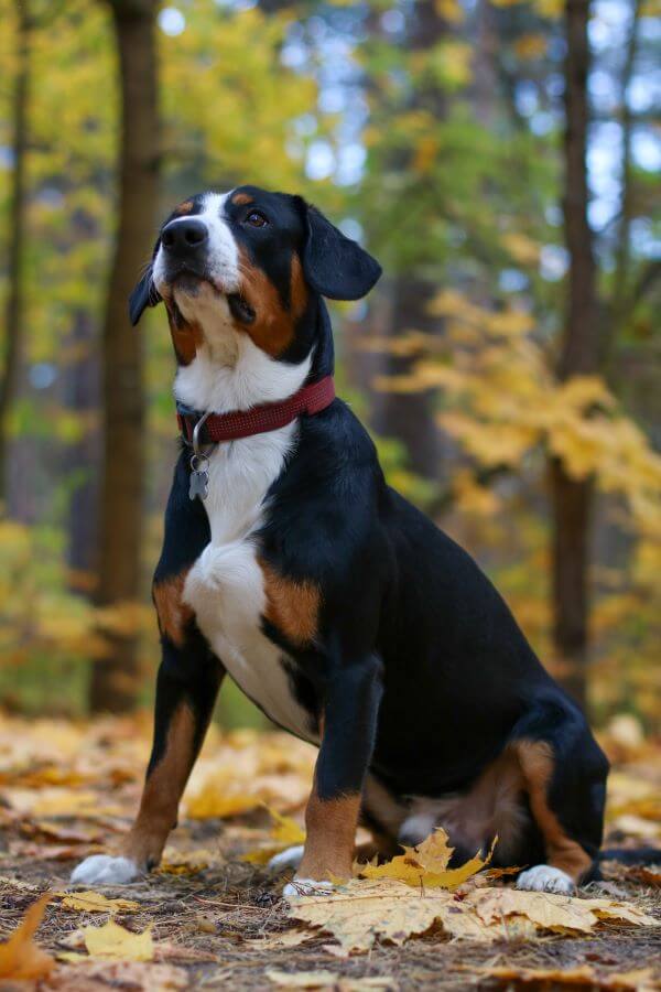 Greater Swiss Mountain Dog appearance