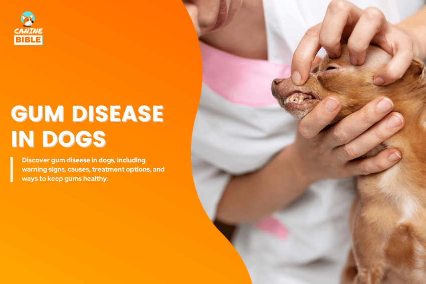 Gum Disease in dogs
