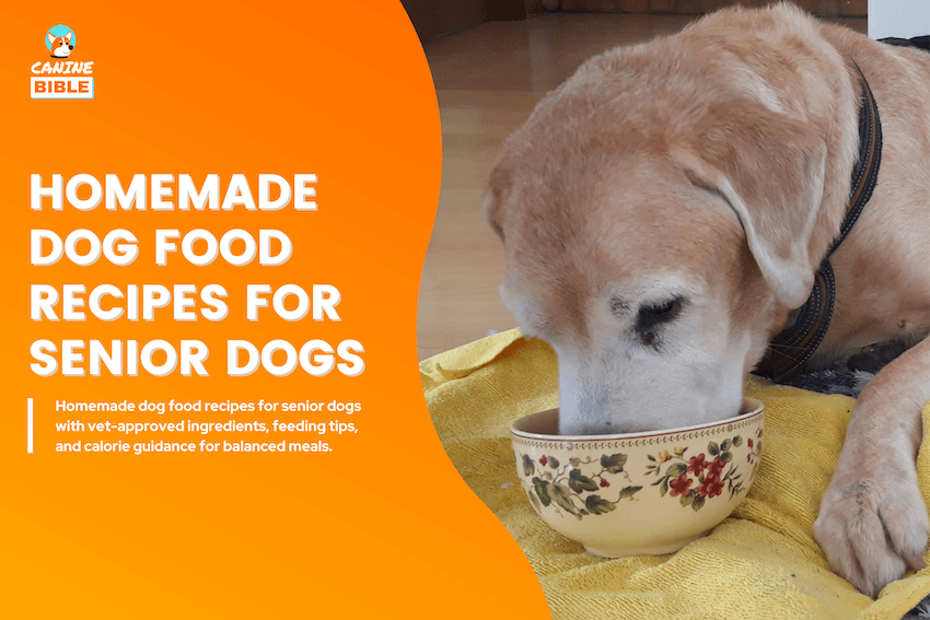 Homemade Dog Food Recipes for Senior Dogs