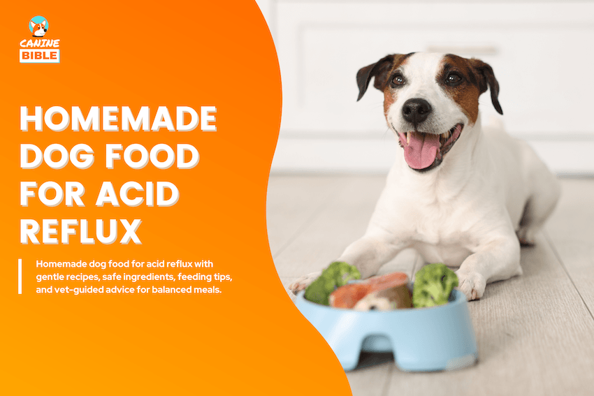 Homemade Dog Food for Acid Reflux
