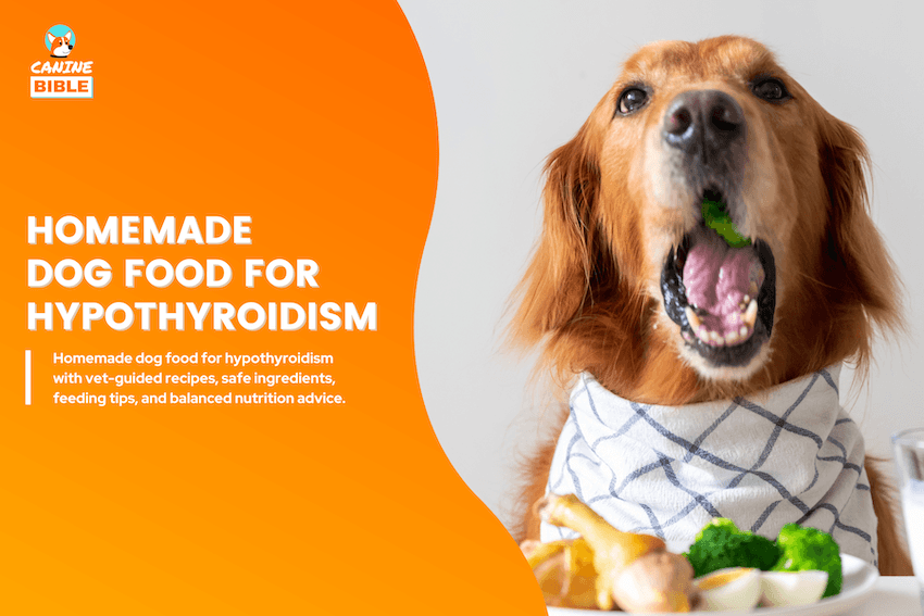 Homemade Dog Food for Hypothyroidism