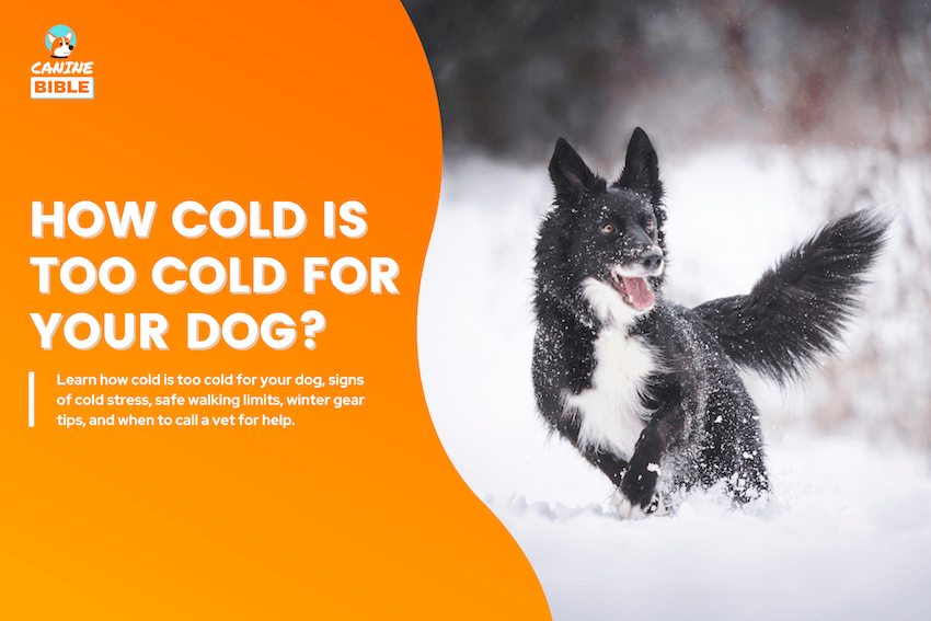 How Cold Is Too Cold for Your Dog?