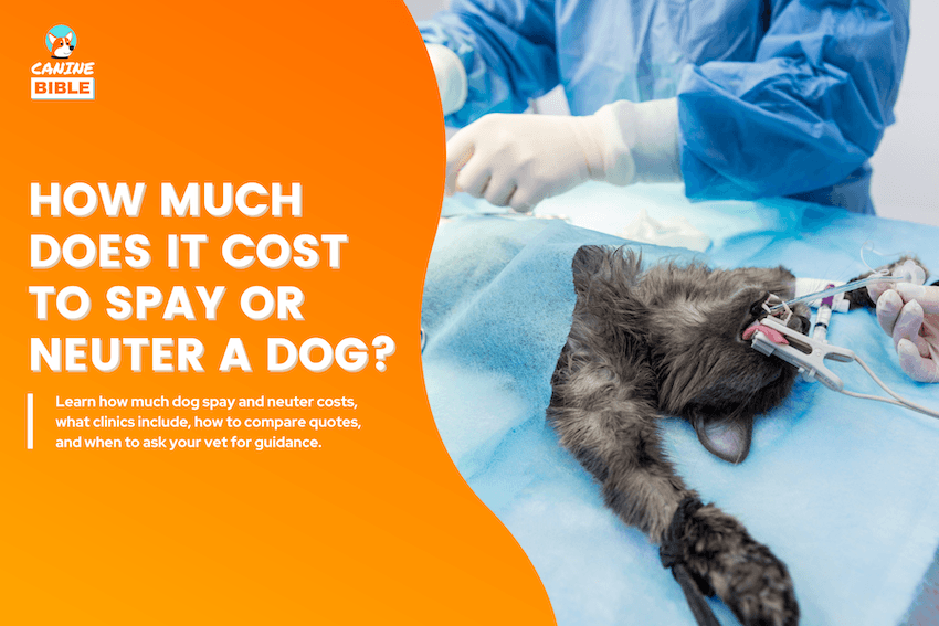 How Much Does It Cost to Spay or Neuter a Dog