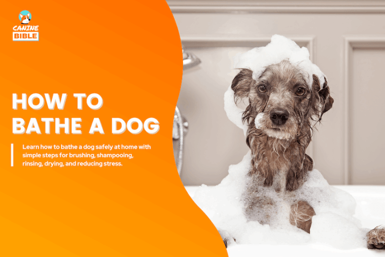 How to Bathe a Dog