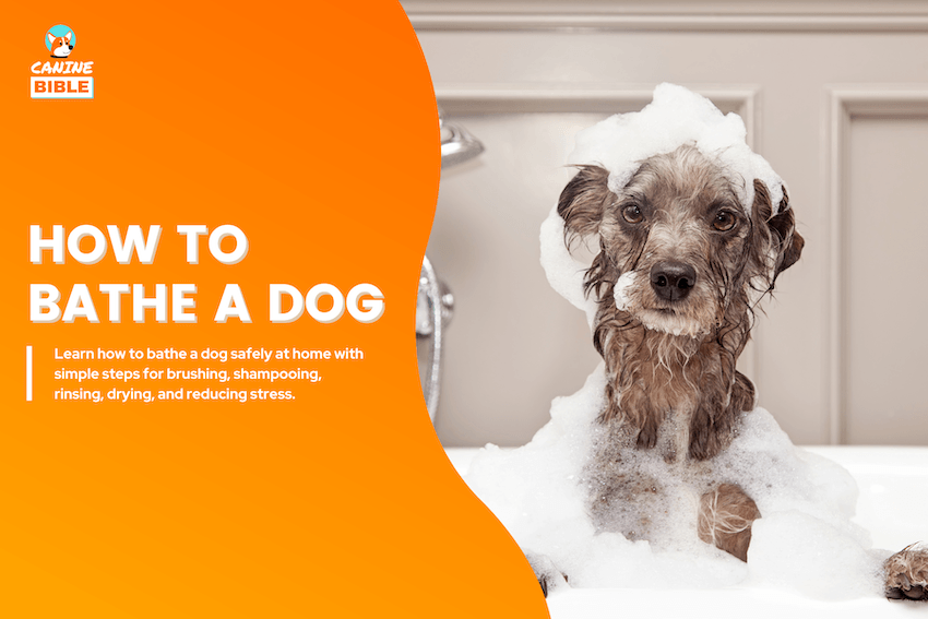 How to Bathe a Dog