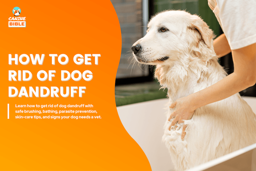 How to Get Rid of Dog Dandruff