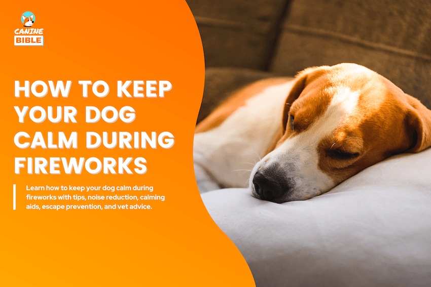 How to Keep Your Dog Calm During Fireworks