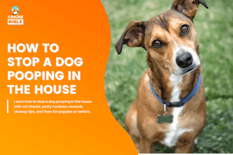 How to Stop a Dog Pooping in the House