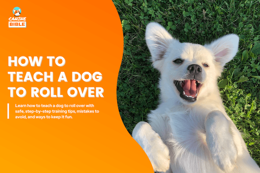 How to Teach a Dog to Roll Over