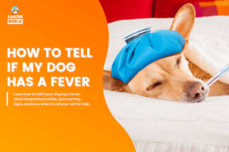 How to Tell If My Dog Has a Fever