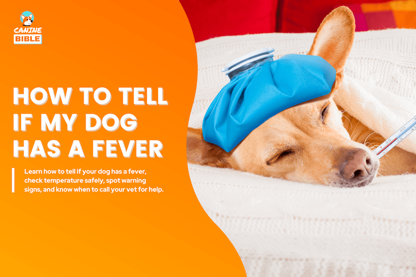 How to Tell If My Dog Has a Fever
