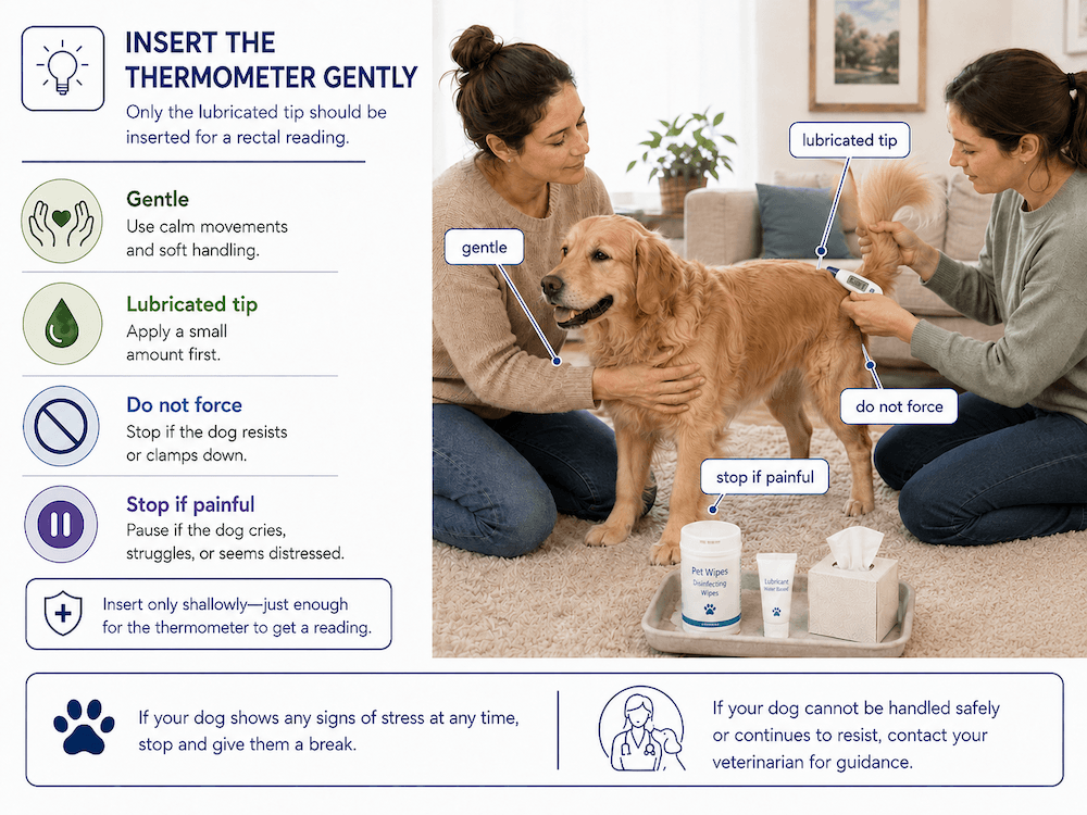 How to take a dog's temperature safely