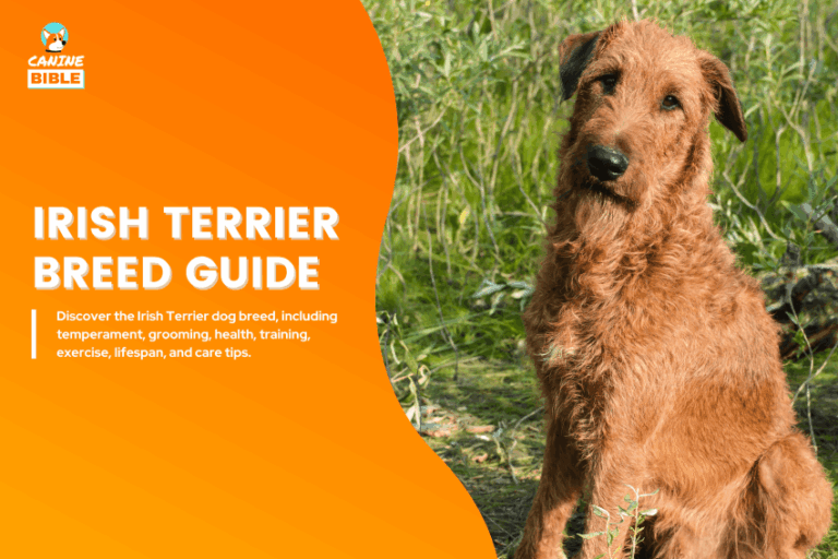Irish Terrier Dog breed guide