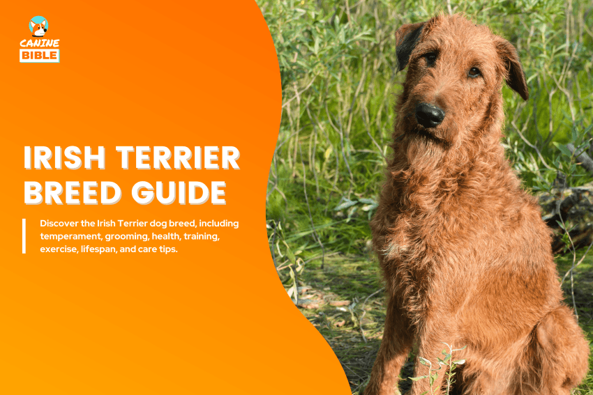 Irish Terrier Dog breed guide