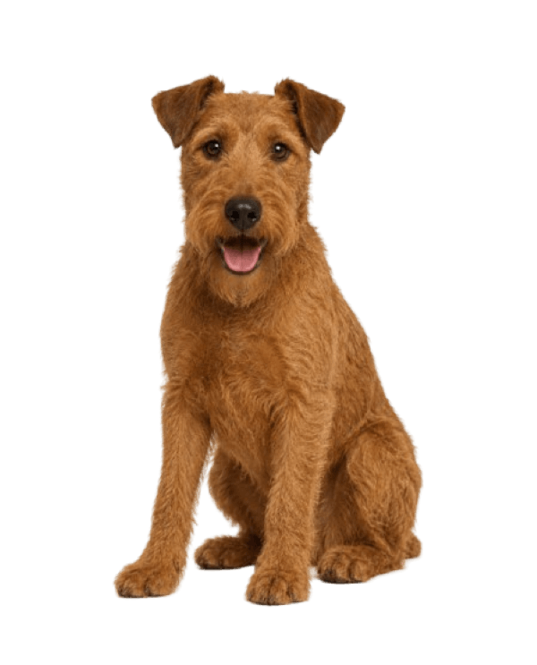 Irish Terrier breed