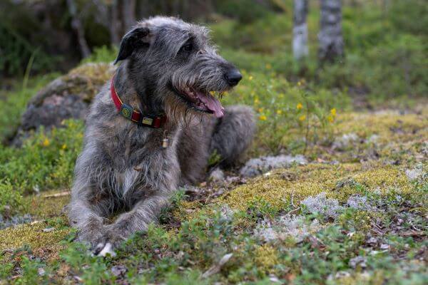 Irish Wolfhound