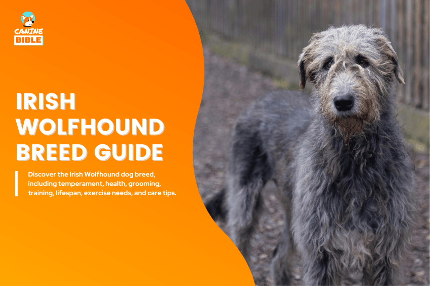 Irish Wolfhound Dog breed guide