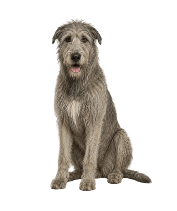 Irish Wolfhound