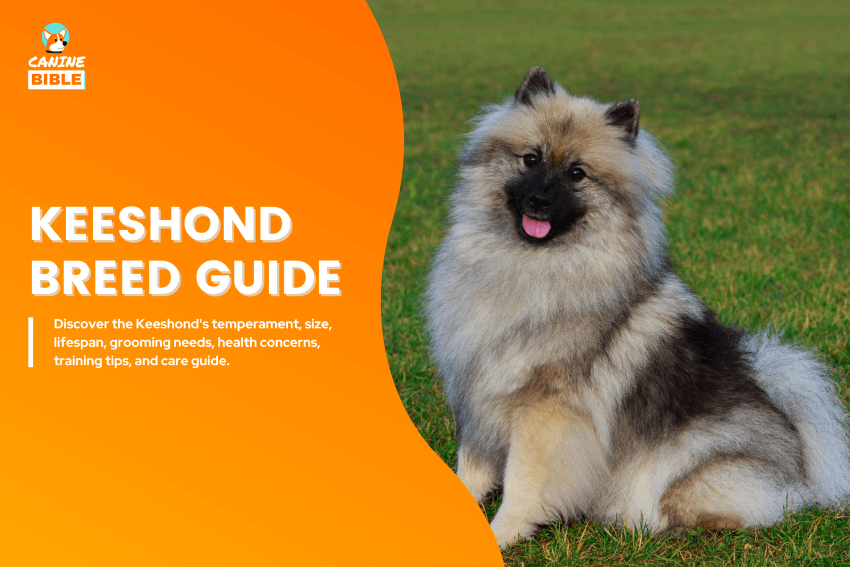 Keeshond Dog breed guide