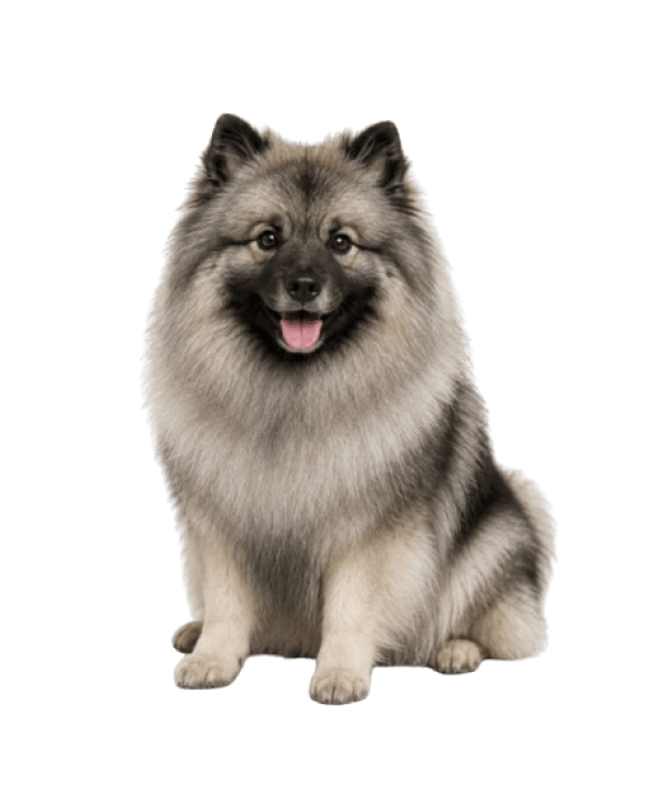 Keeshond