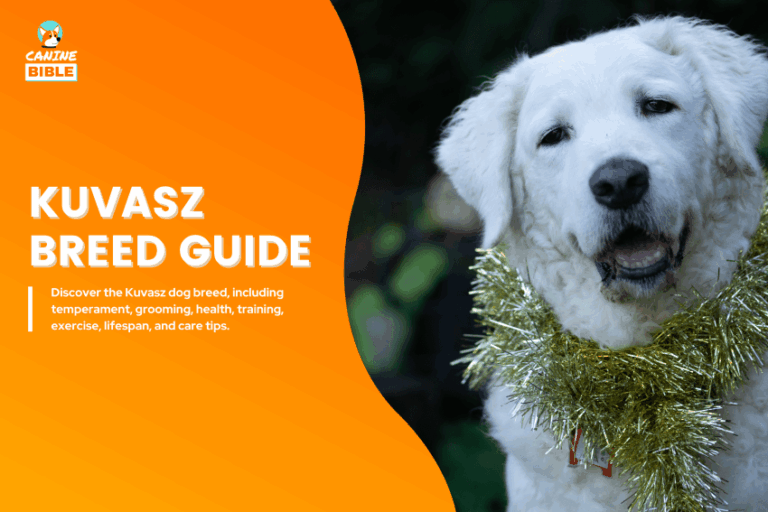 Kuvasz Dog breed guide