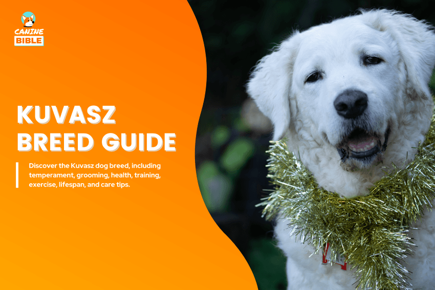Kuvasz Dog breed guide