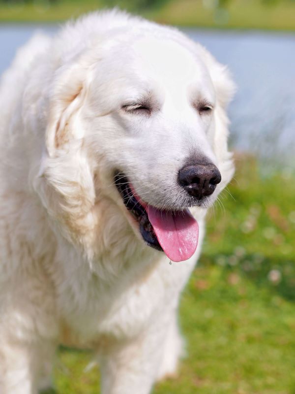 Kuvasz dog