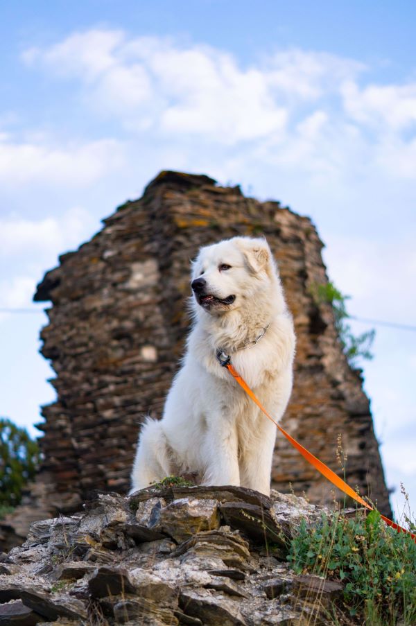 Kuvasz dog sitting