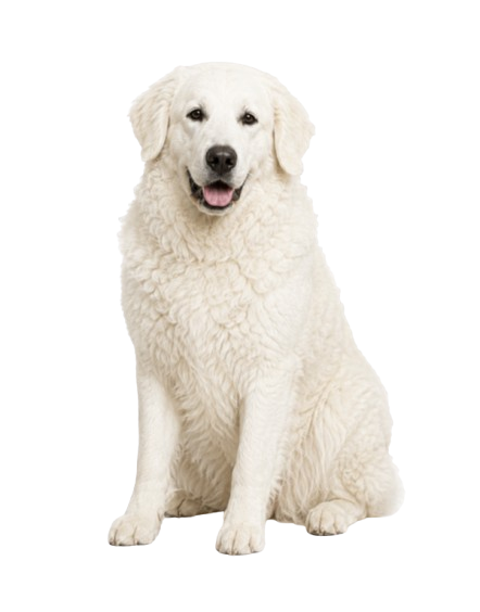Kuvasz dog
